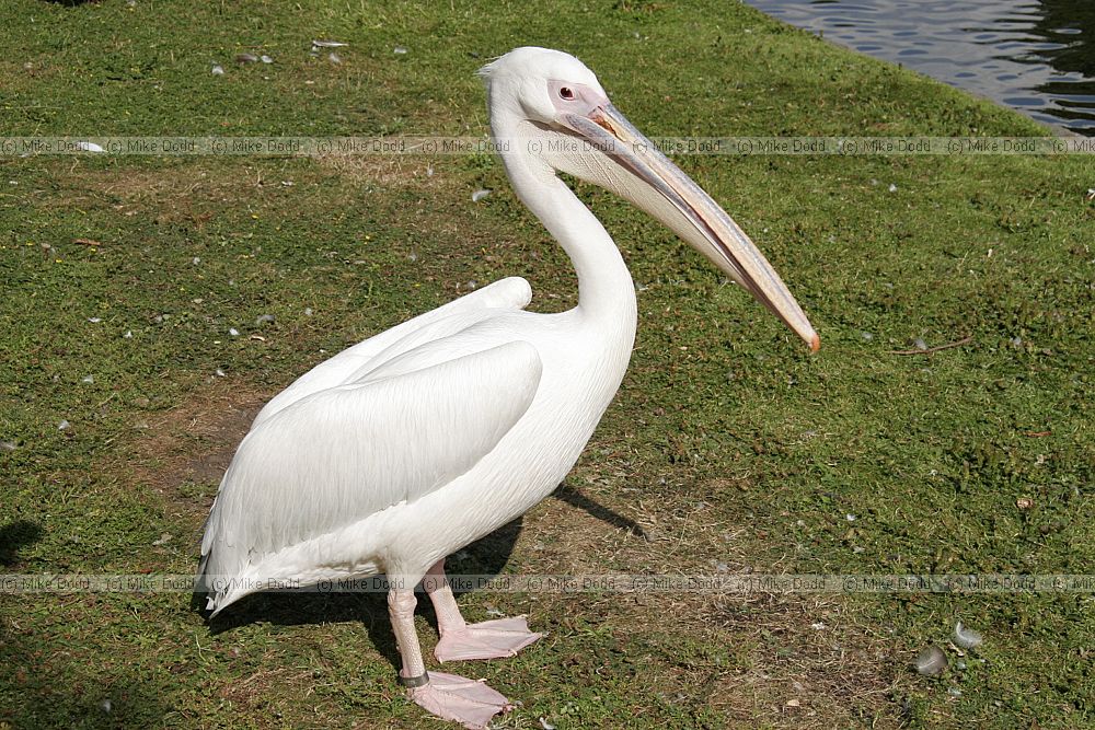 Pelecanus onocrotalus Great White Pelican