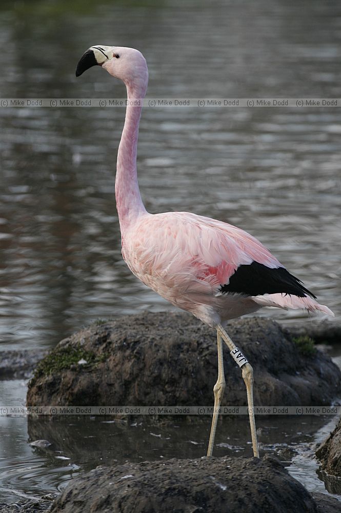 Phoenicopterus andinus Andean Flamingo (?)