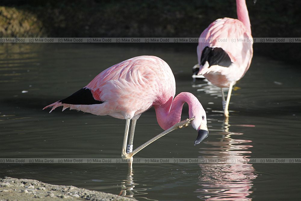 Phoenicopterus andinus Andean Flamingo