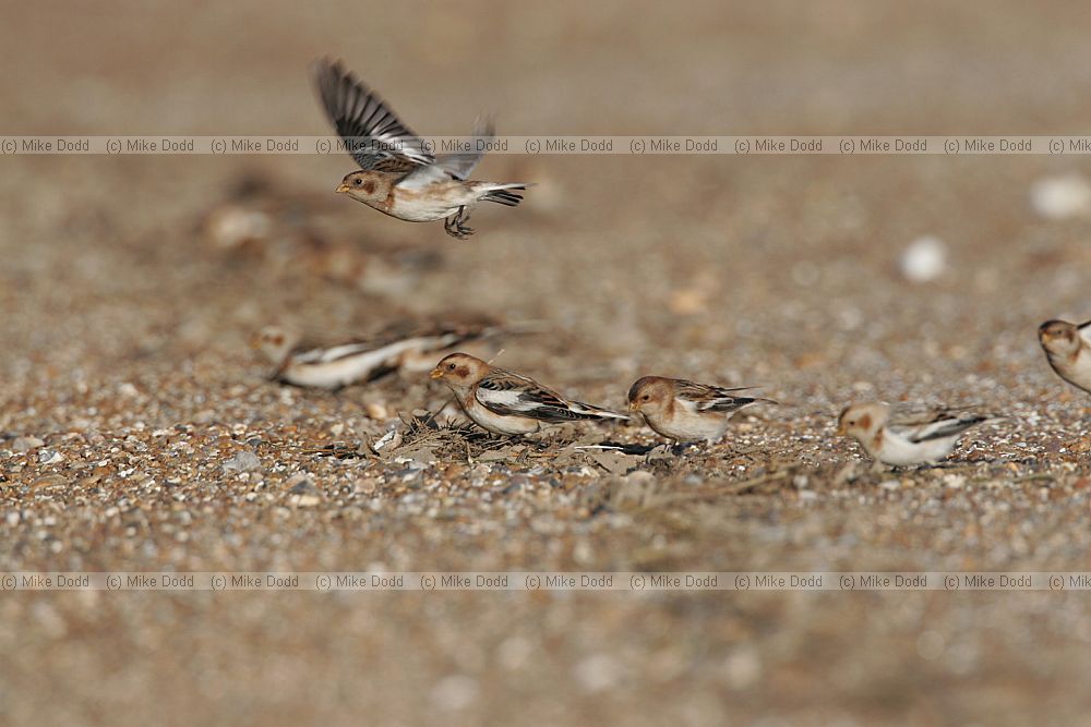 Plectrophenax nivalis Snow bunting on the strand line of a beach