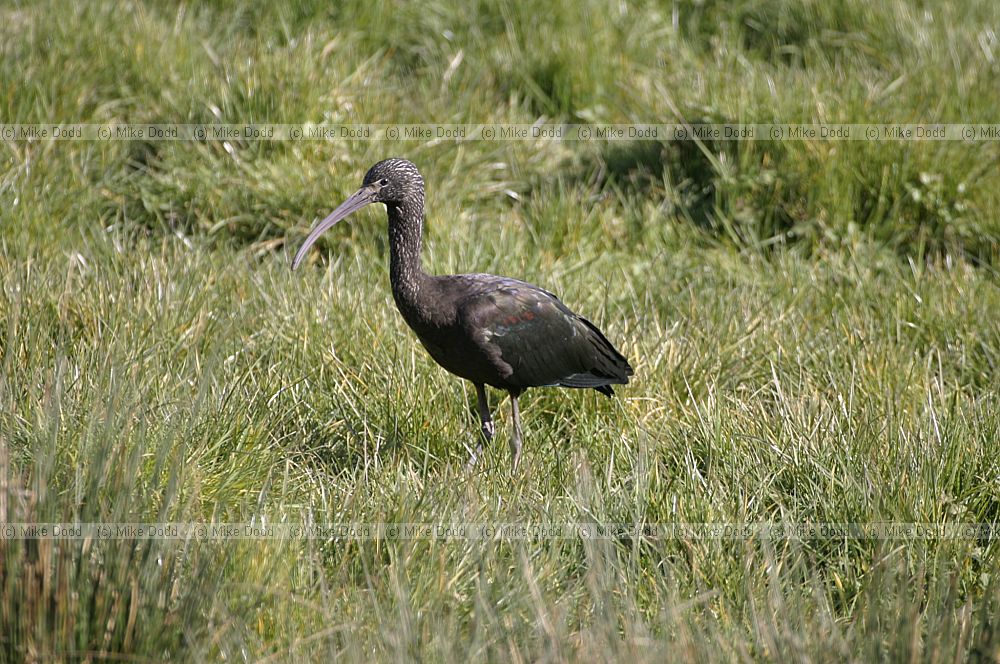 Plegadis falcinellus Glossy ibis