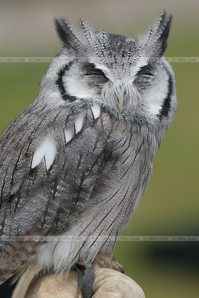 Ptilopsis granti Southern white faced owl