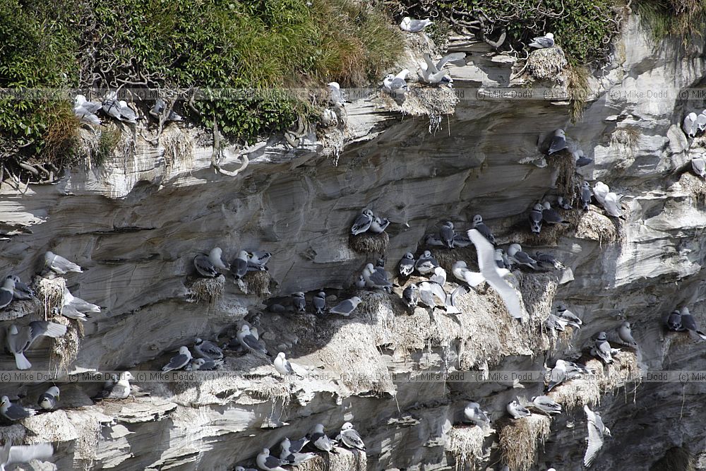 Rissa tridactyla Kittiwakes on Great Whin Sill cliffs Cullernose point