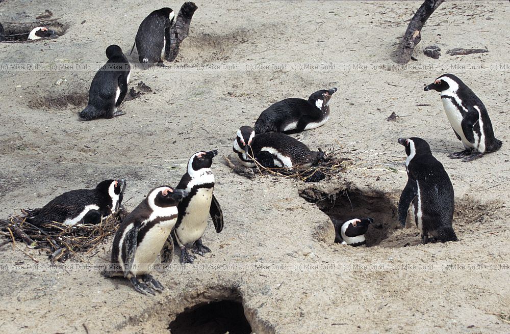 Spheniscus demersus Jackass penguins Simon's town