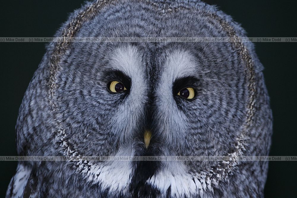 Strix nebulosa Great Grey Owl