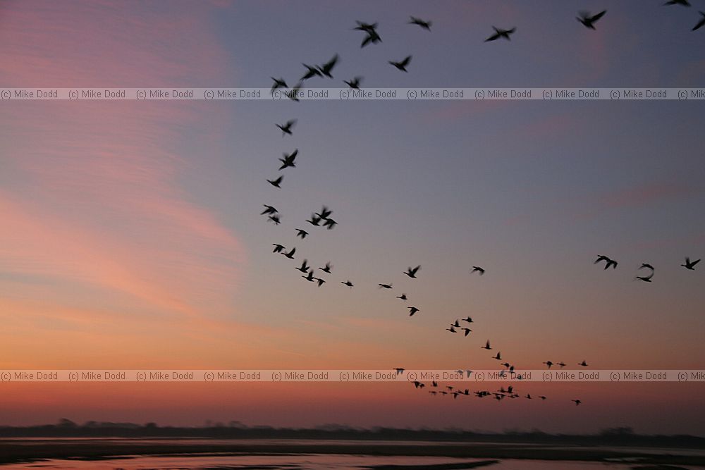 Sunset Welney with moving wildfowl
