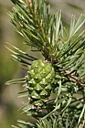 Pinus sylvestris Scots pine cone