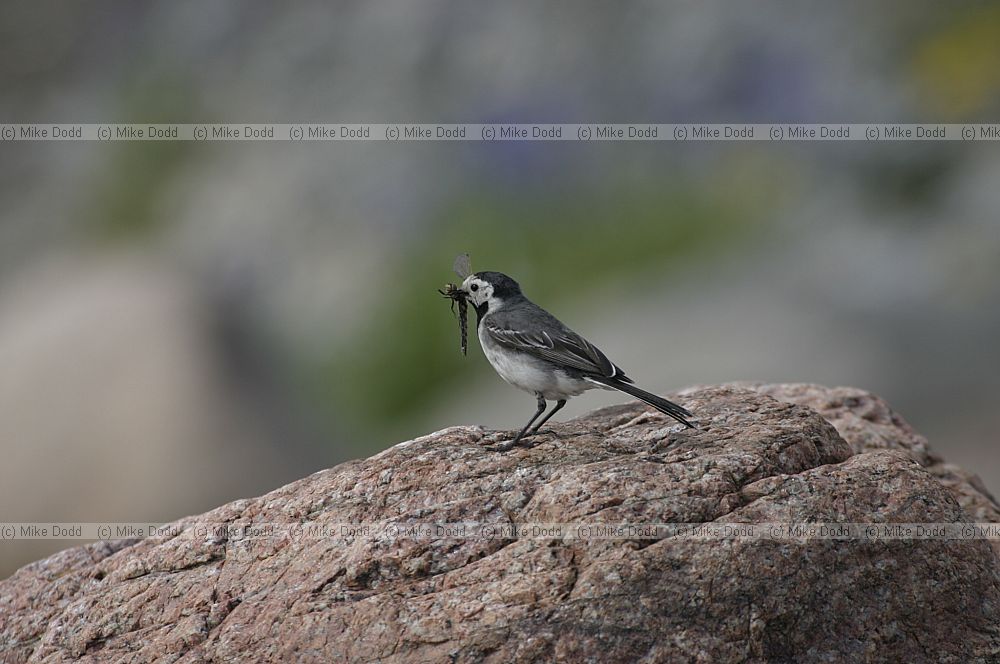 White wagtail with Orthetrum dragonfly