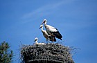 White stork Teich