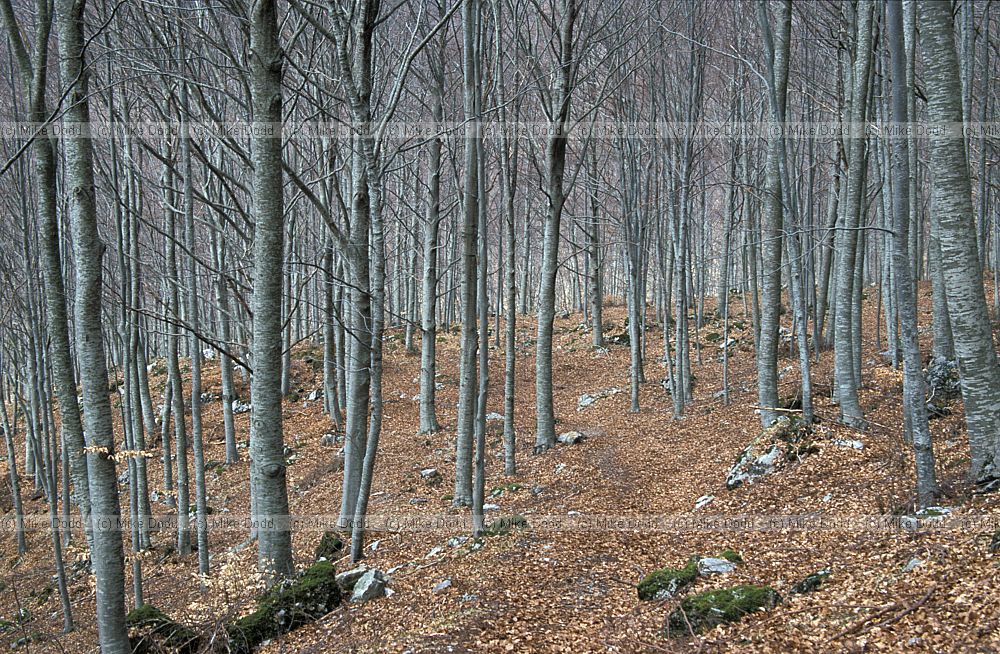 Beech woodland Pania di Corfino