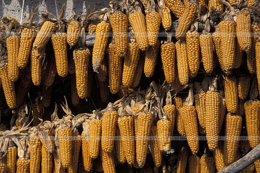 Corn cobs drying Roccalberti