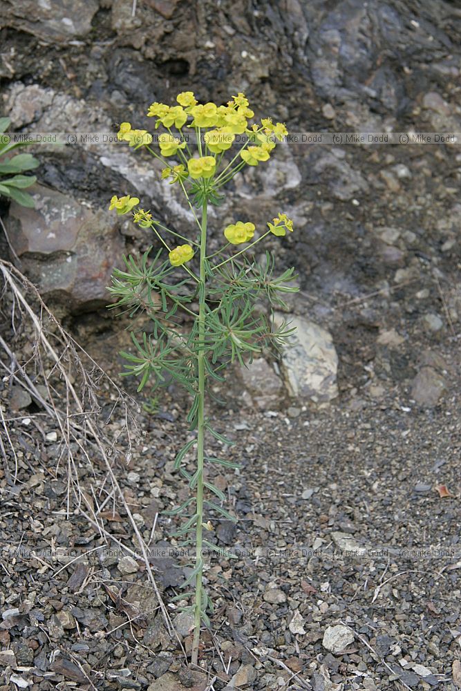 Euphorbia cyparissias Cypress spurge