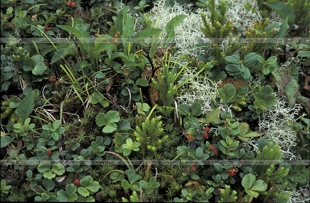 lichen clubmoss moss alpine higher plants Chausu