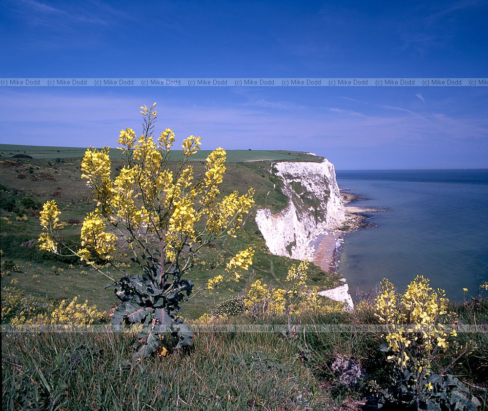 Brassica oleracea Wild cabbage Dover cliffs Kent