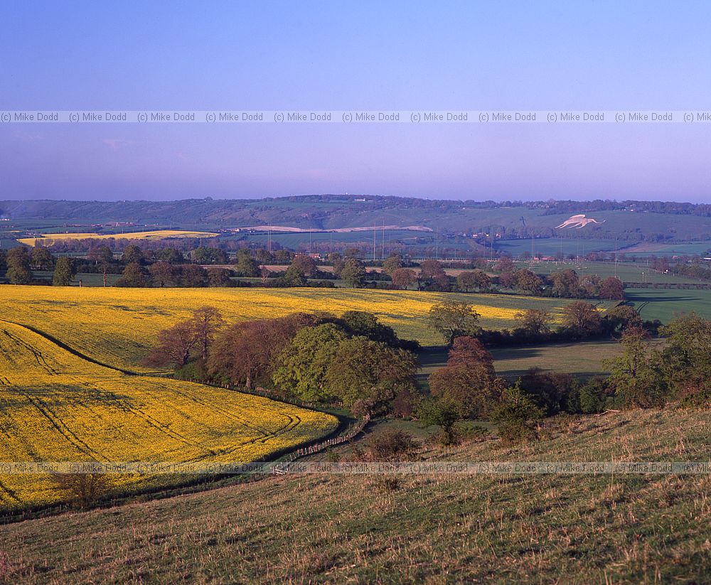 Looking towards Dunstable downs from Ivinghoe beacon with oilseed rape field