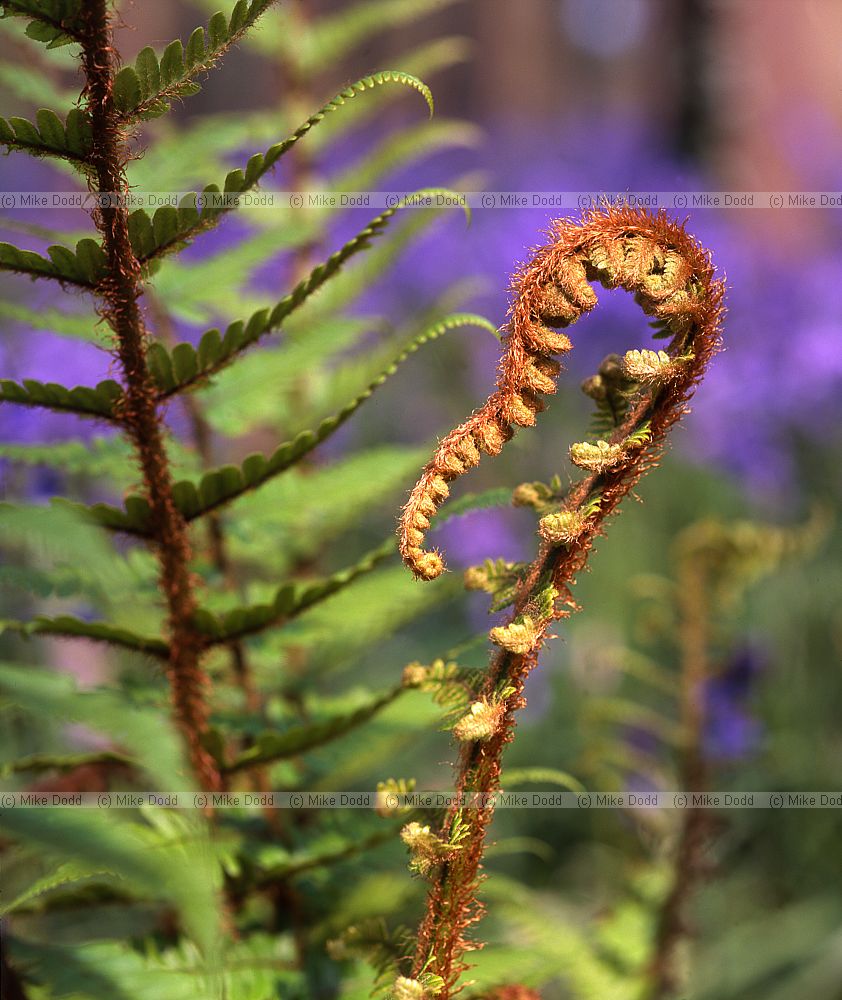 Dryopteris affinis Scaly male fern