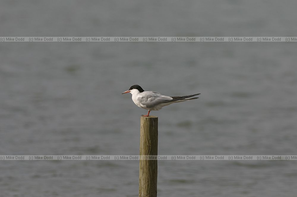 Common tern Willen Lake