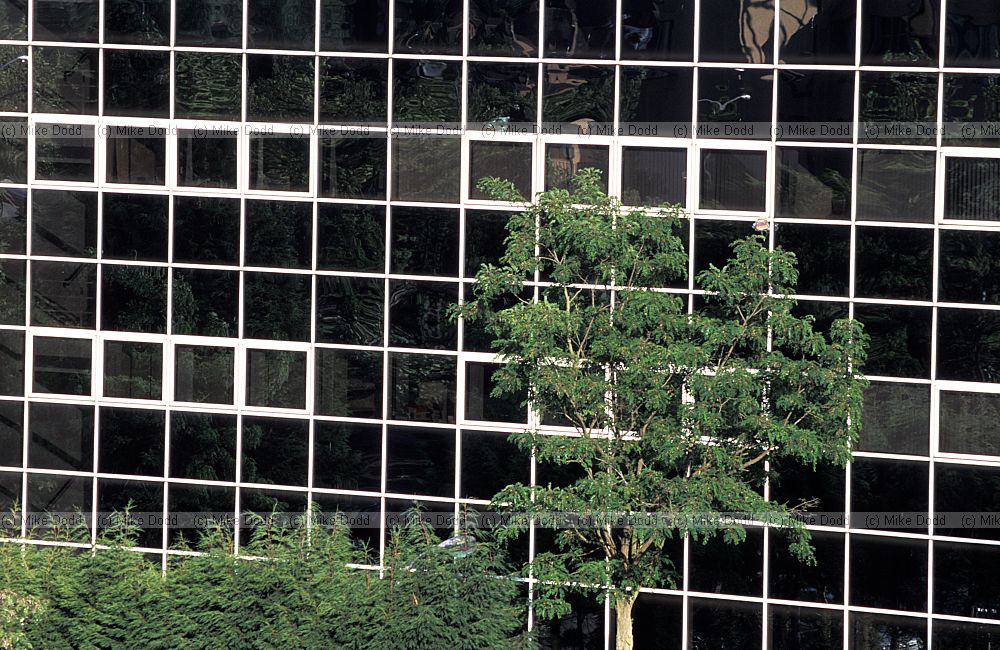 Tree and office building, near railway station, Milton Keynes