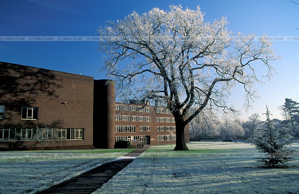 Oak tree with frost and blue sky, Open University, Walton Hall, Milton Keynes