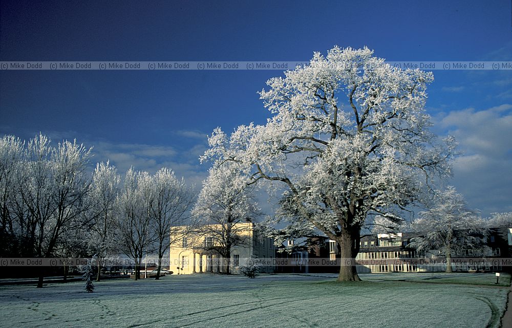 Oak tree with frost and blue sky, Open University, Walton Hall, Milton Keynes
