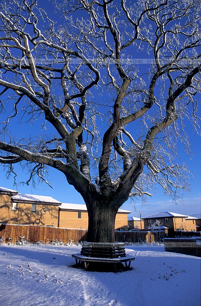 Oak with snow, Great Holm, Milton Keynes