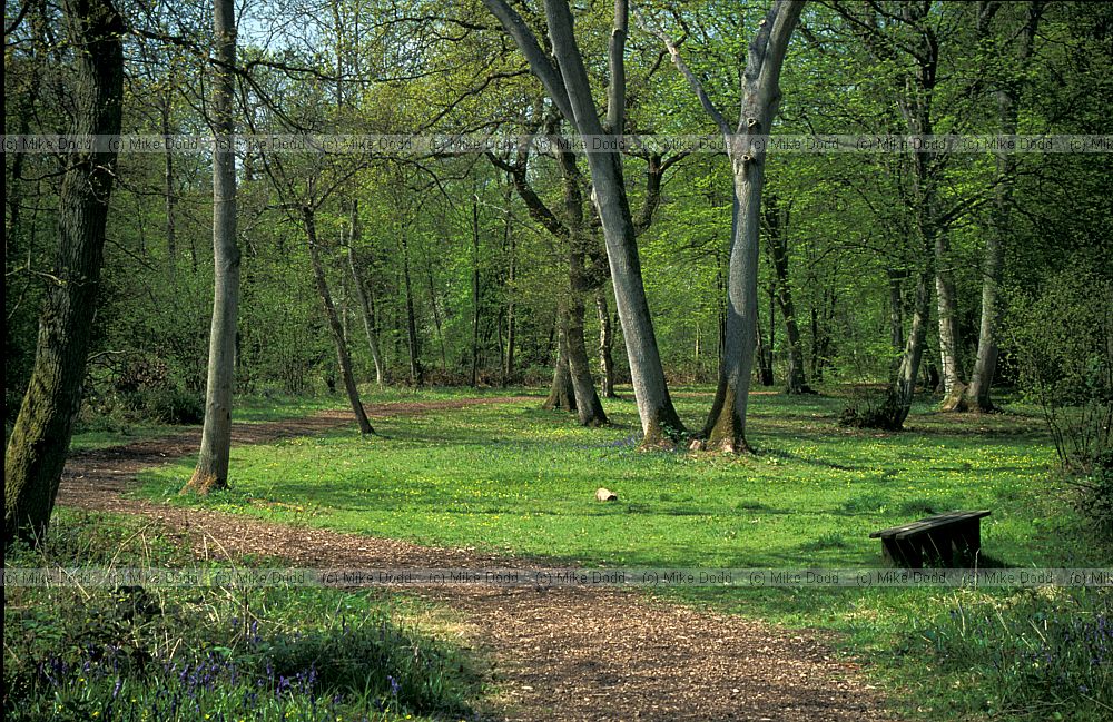 Howe park wood, Milton Keynes
