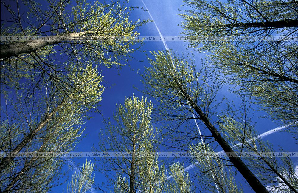Poplars with blue sky, Willen, Milton Keynes