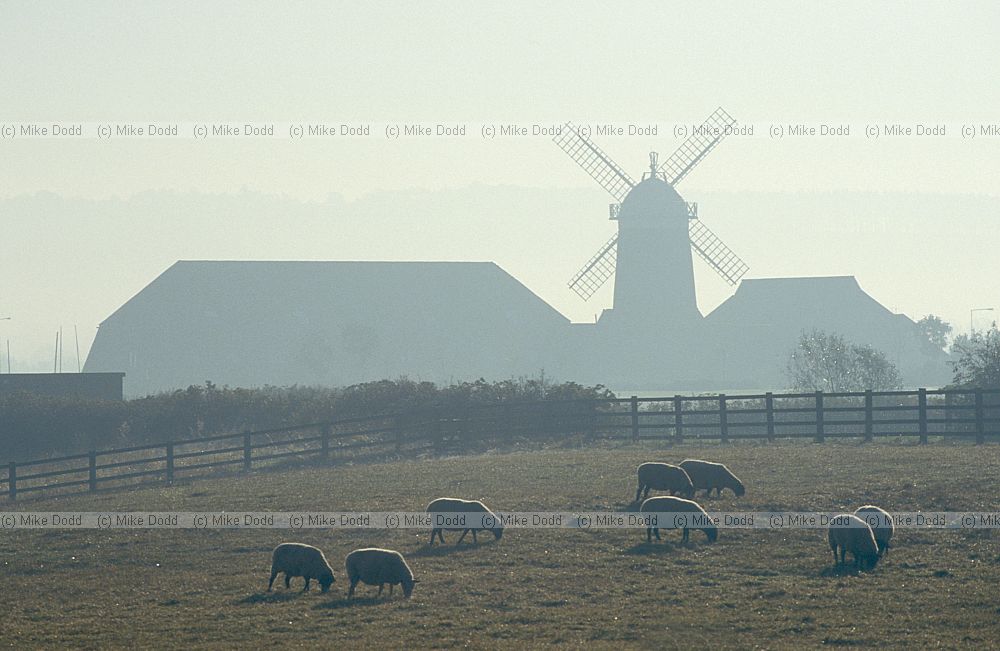 Sheep and windmill pub, mist, Caldecotte, Milton Keynes