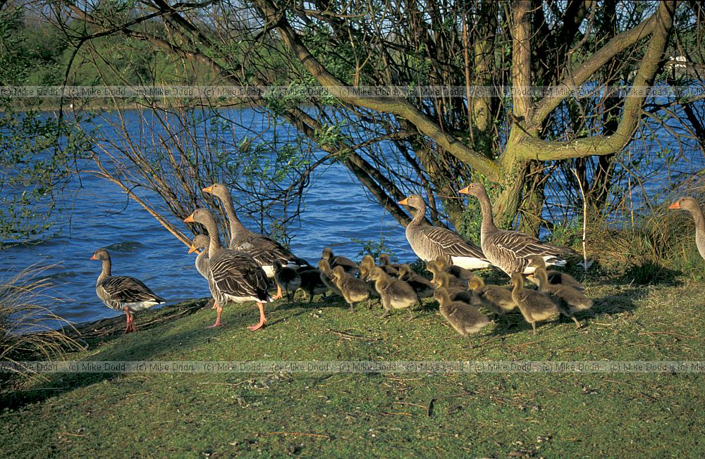 Greylag geese and goslings, Tongwell, Milton Keynes