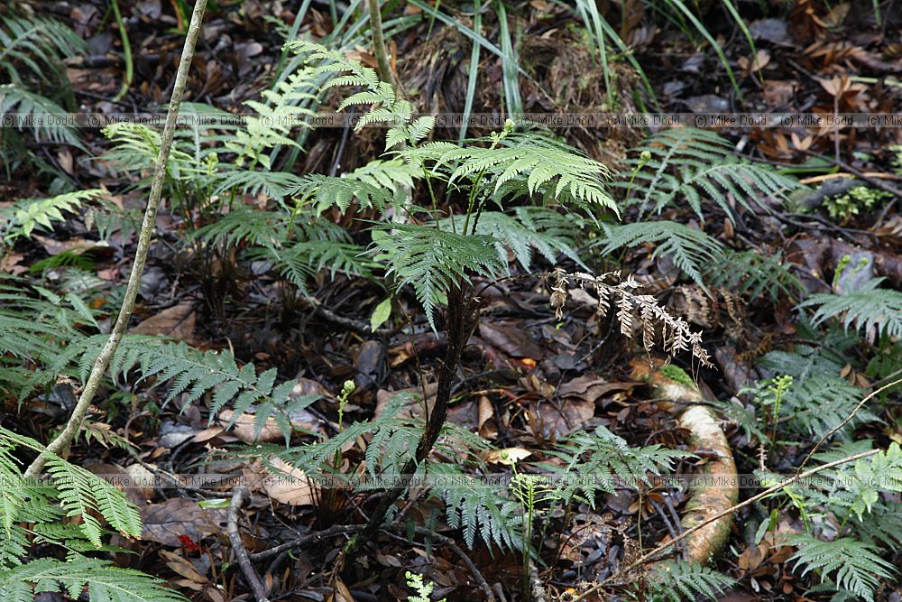 Blechnum fraseri Miniature tree fern