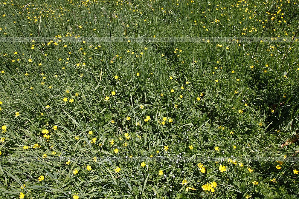 Typical agricultual meadow vegetation with all UK native species such as Ranunculus repens, Anthoxanthum, Holcus, Dactylis