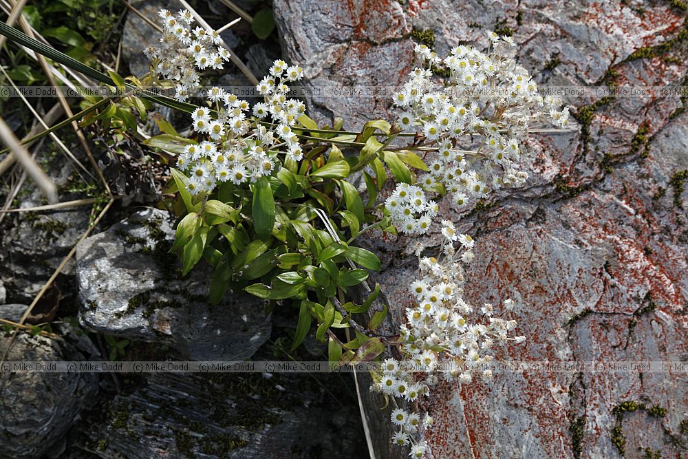 Helichrysum trinervis