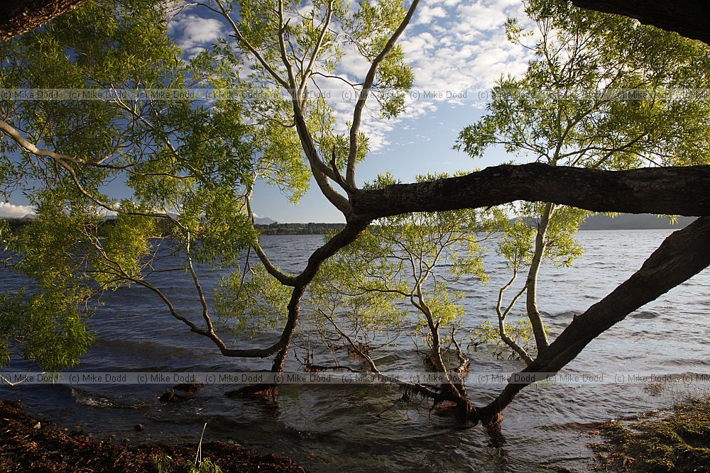 Willow on edge of lake