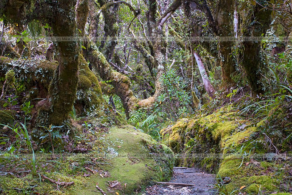 sunken path through forest Dawson falls Mt Taranaki