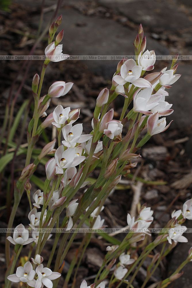 Thelymitra longifolia Common Sun Orchid