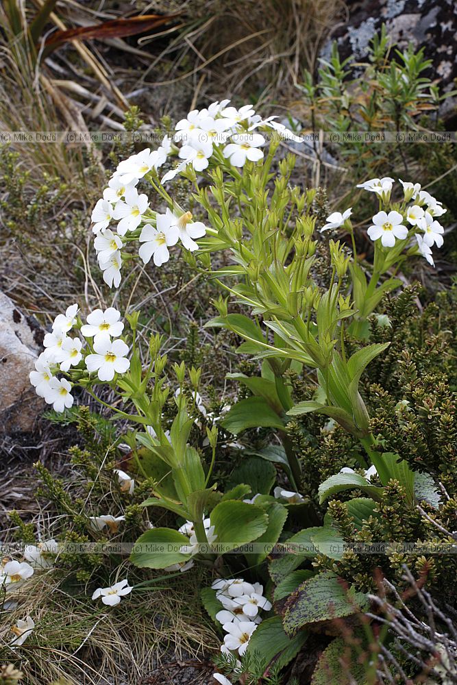 Ourisia macrophylla Mountain Foxglove