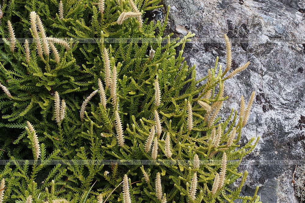 Lycopodium scariosum Creeping club moss