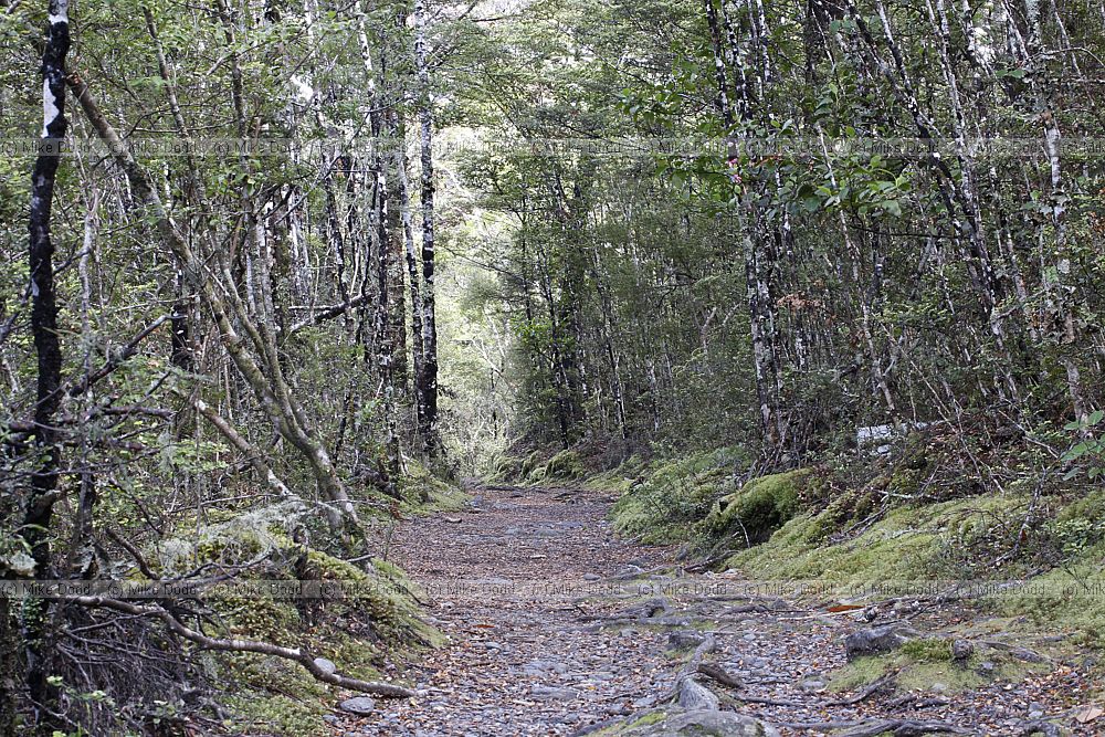 Track through southern beech forest