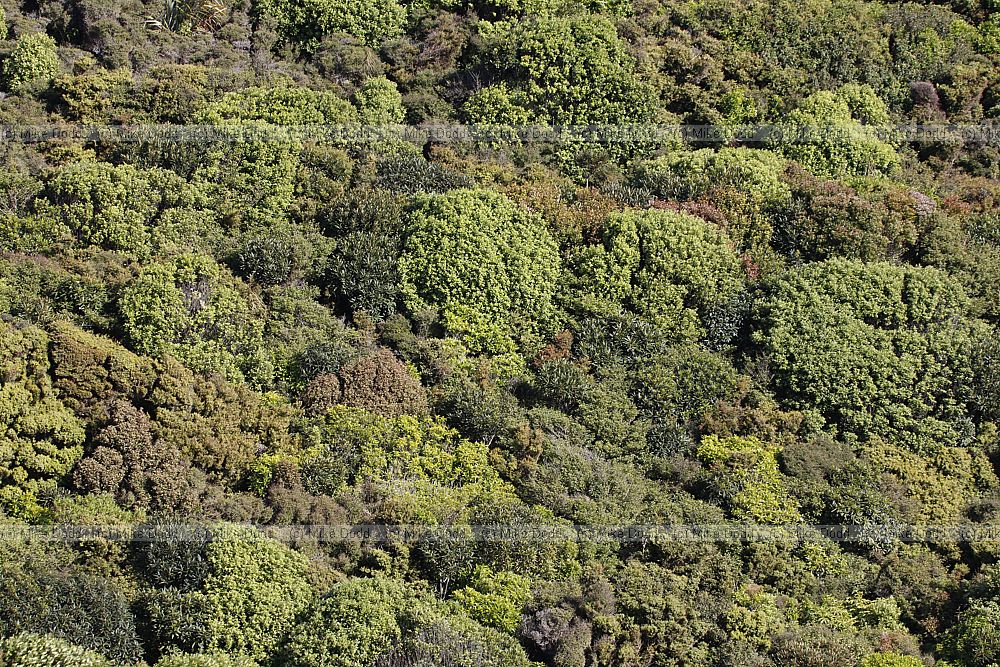 Very mixed species plant canopy from above bushes and trees