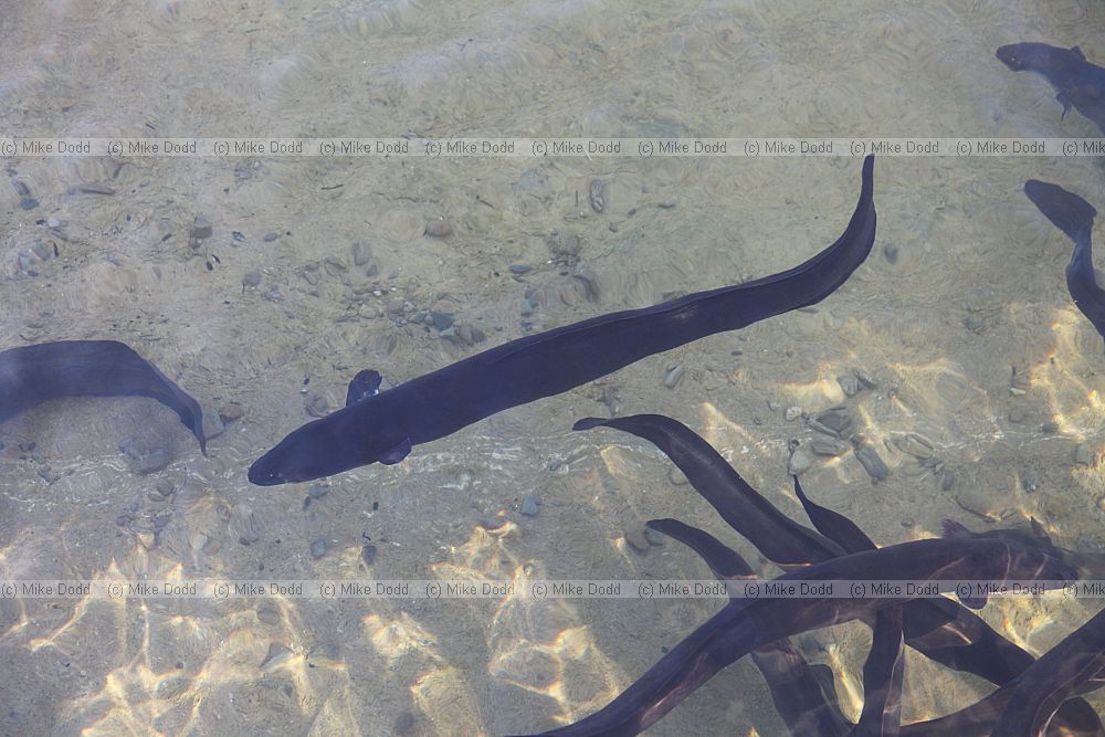 Anguilla dieffenbachii Longfin eel