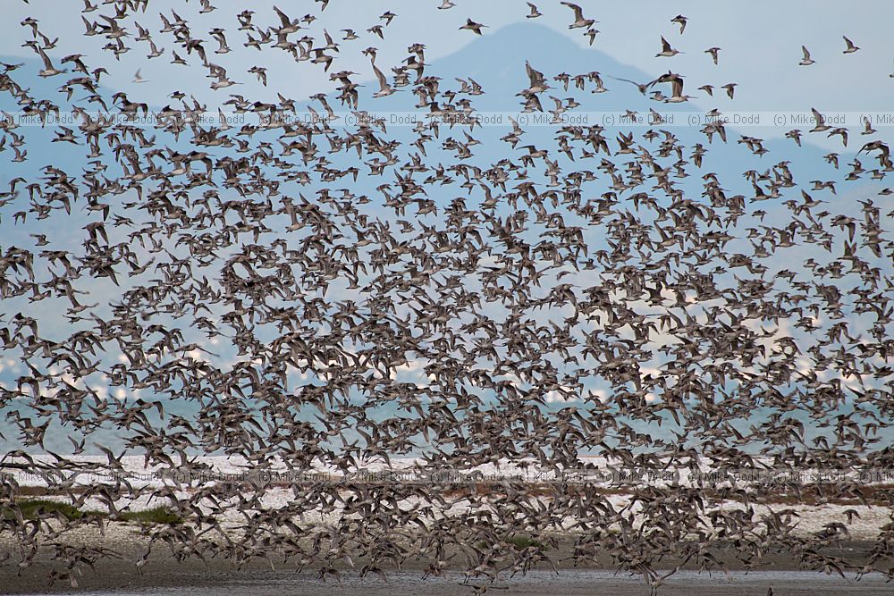 Calidris canutus rogersi Red Knot Limosa lapponica Bar-tailed Godwit and various other birds including terns