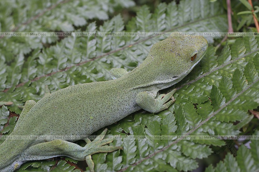 Naultinus elegans punctatus Wellington green gecko