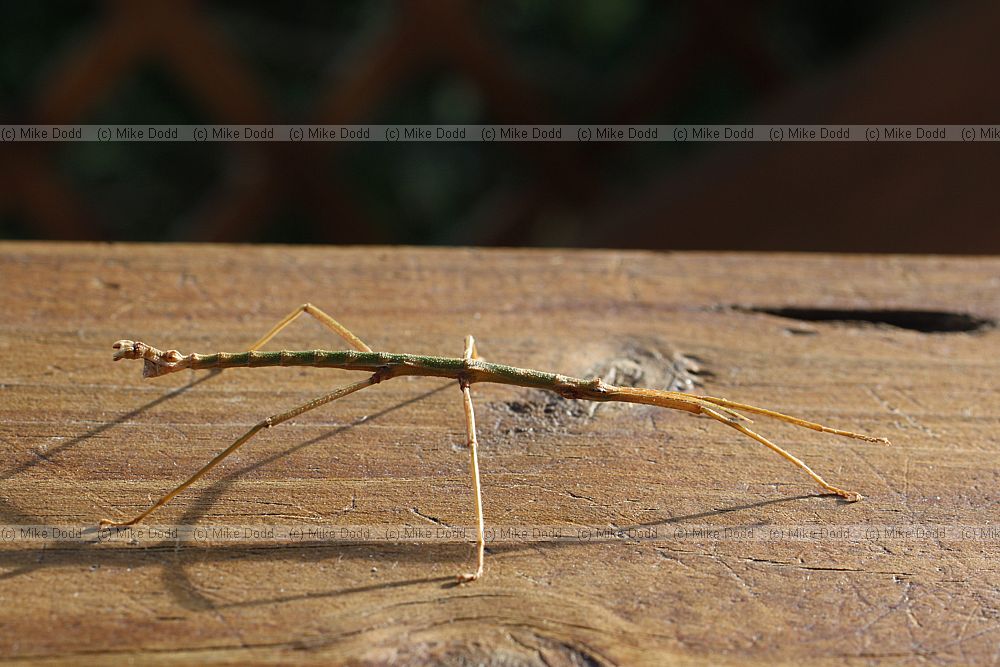 Niveaphasma annulata Stick insect (?)