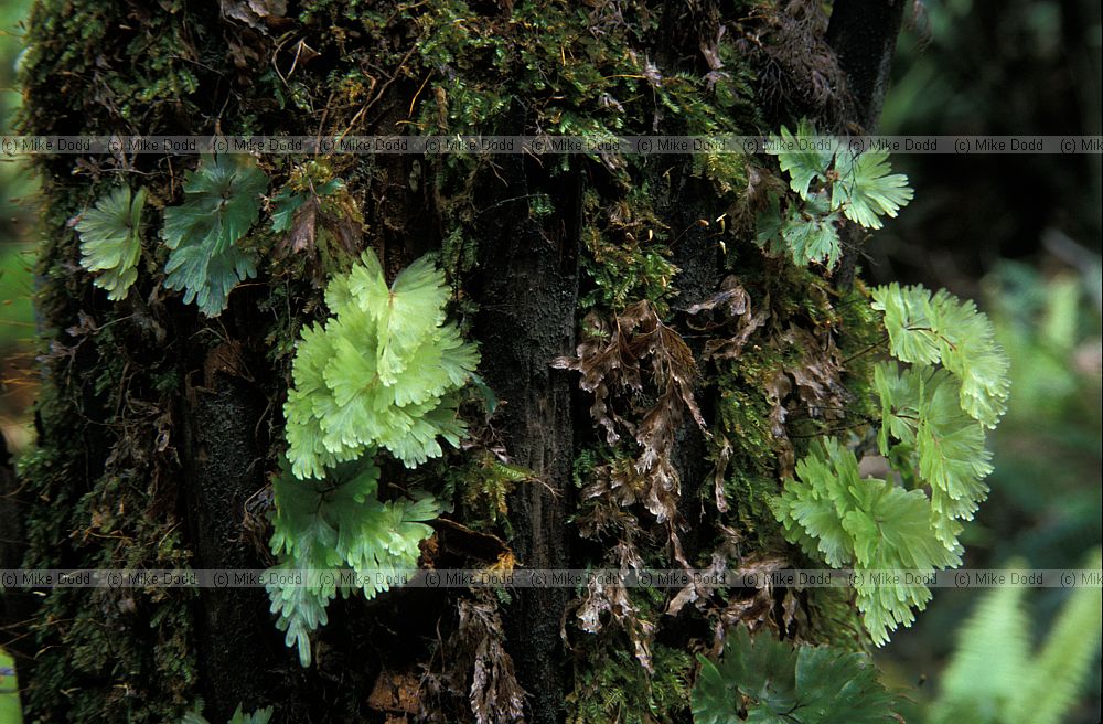 Hymenophyllum filmy fern Stewart Island