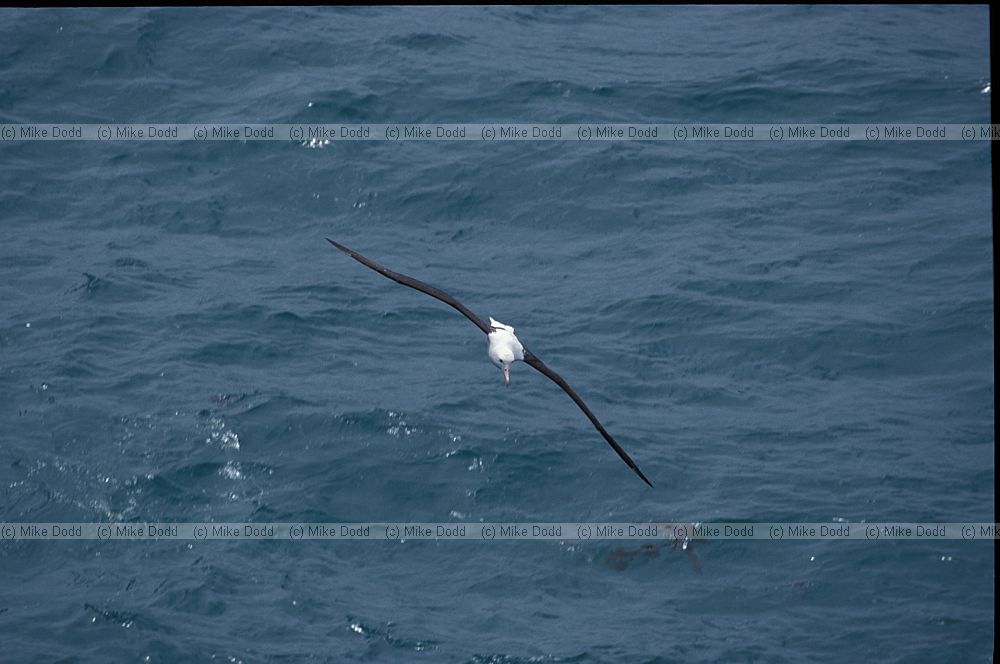 Royal albatross in flight Otago peninsula