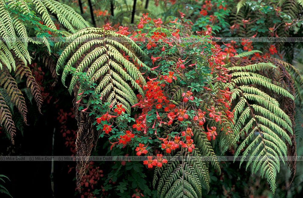 Tropaeolum invading plant in native forest Stewart Island