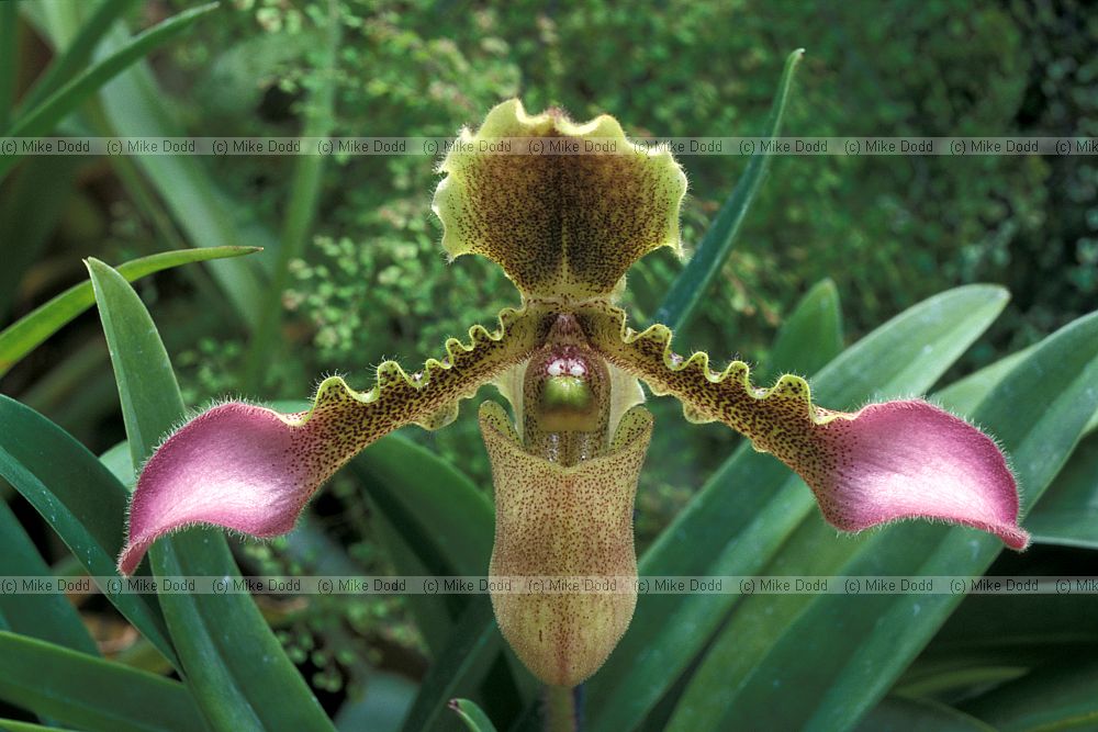 Paphiopedilum hirsutissimum orchid New Plymouth botanic garden