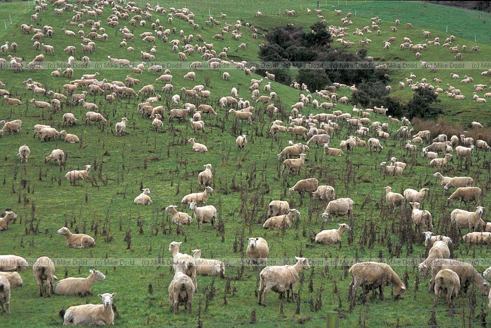 Sheep catlins