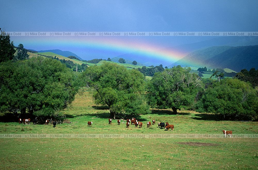 cattle with rainbow near Hope Saddle