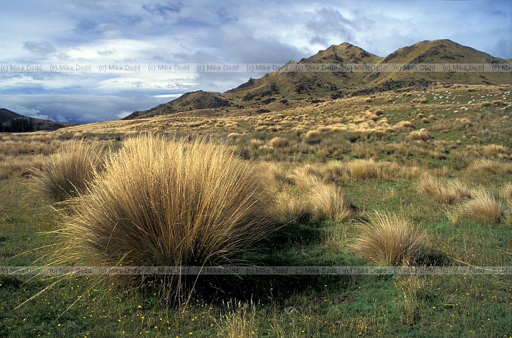 Chinochloa grassland South Otago